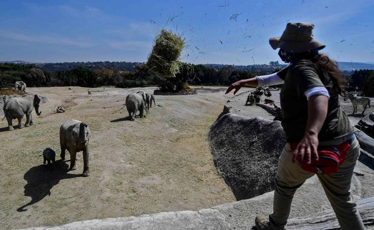 الفيلة البرية