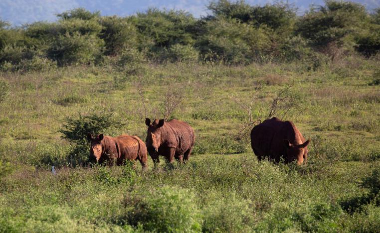 محمية بونغولا 