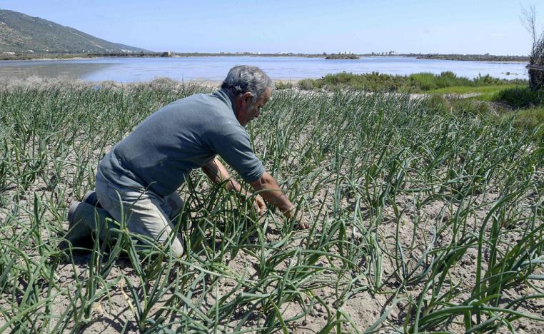 مزارع تونسي يعمل في أرضه بالقرب من البحر بنظام الري الرملي