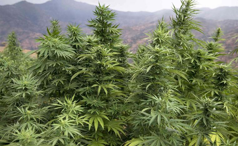 The cannabis bill aims to improve farmers' income and create promising and fixed employment opportunities