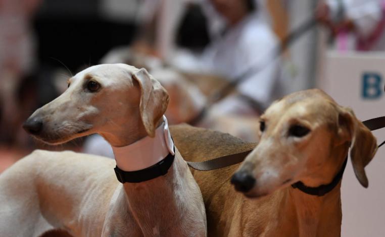 اهتمام ورعاية