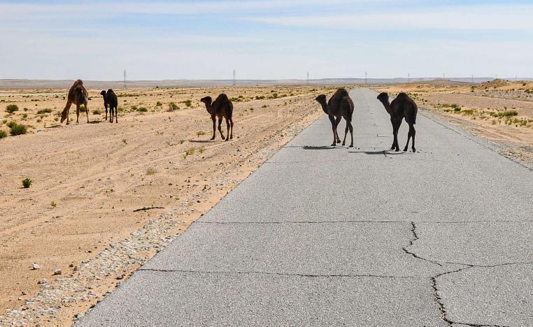 الدبيبة في أول زيارة إلى الجزائر لدعم العلاقات