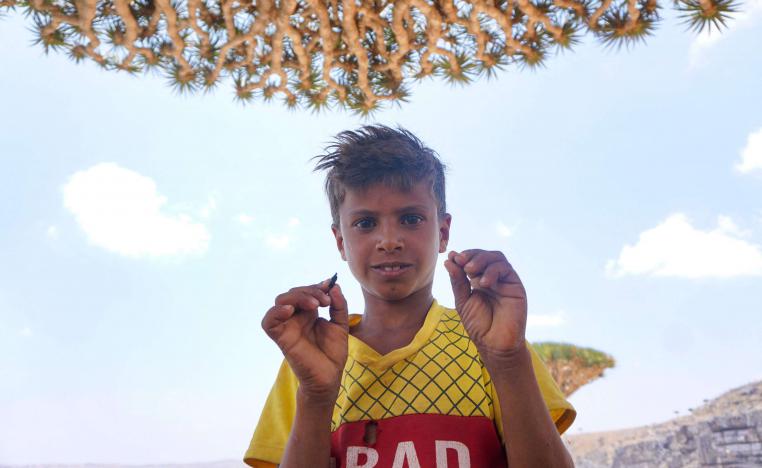 طفل يمني يعرض صمغا أحمر من أشجار دم التنين في جزيرة سقطرى اليمنية