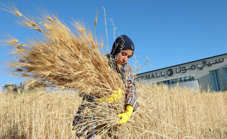 امرأة تحصد قمحًا بالقرب من مركز تجاري في عمان