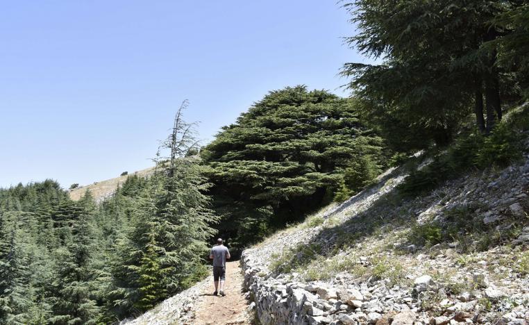 غابات الأرز في لبنان