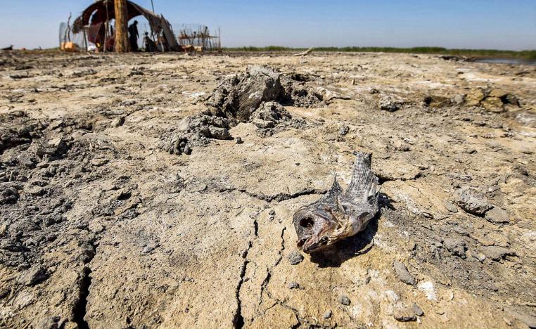 A dried up body of a dead fish on drying earth in the Chibayesh marshland in Iraq's southern Ahwar area