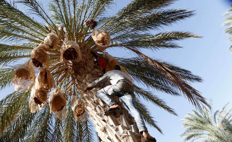 مرارة الكساد واحتكار التجار ينسيان منتجي التمور في تونس حلاوة قطافها