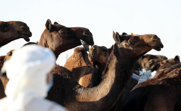 مهرجان الظفرة 