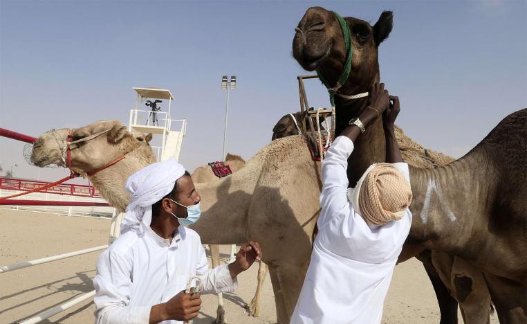 Mahaliyat are the tan breed that originates from the UAE and Oman