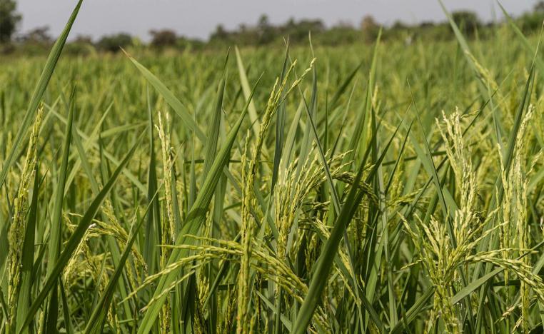 Mali's grain export ban came in to effect on Monday