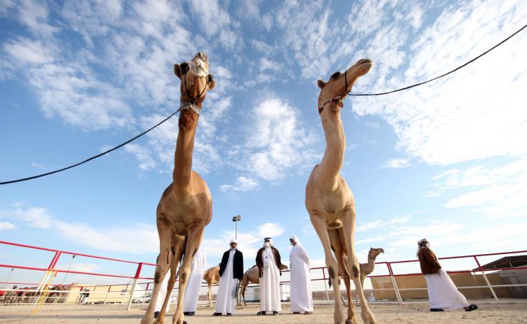 مهرجان الظفرة