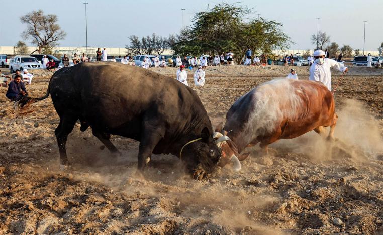 Bulls lock horns during a traditional bullfight in the Gulf emirate of Fujairah