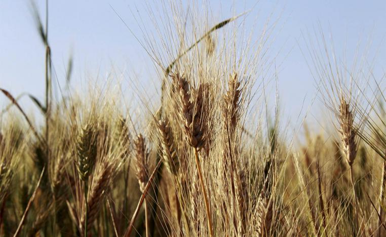 Lebanon is in talks with other countries to provide wheat