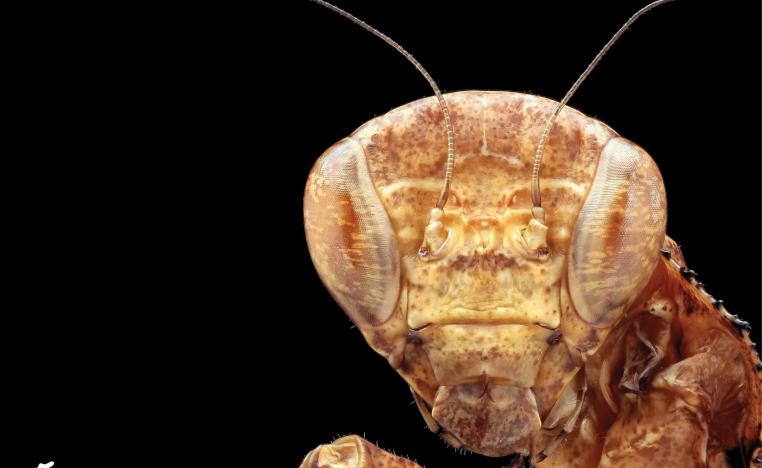 'قانون سولولاند'