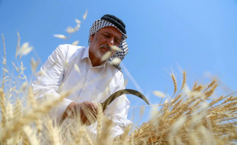 مزارع عراقي في الديوانية خلال موسم حصاد القمح
