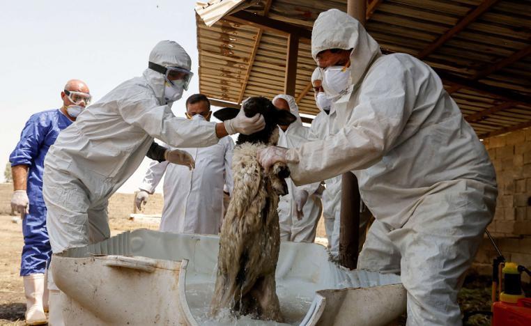 'الحمى النزفية' 