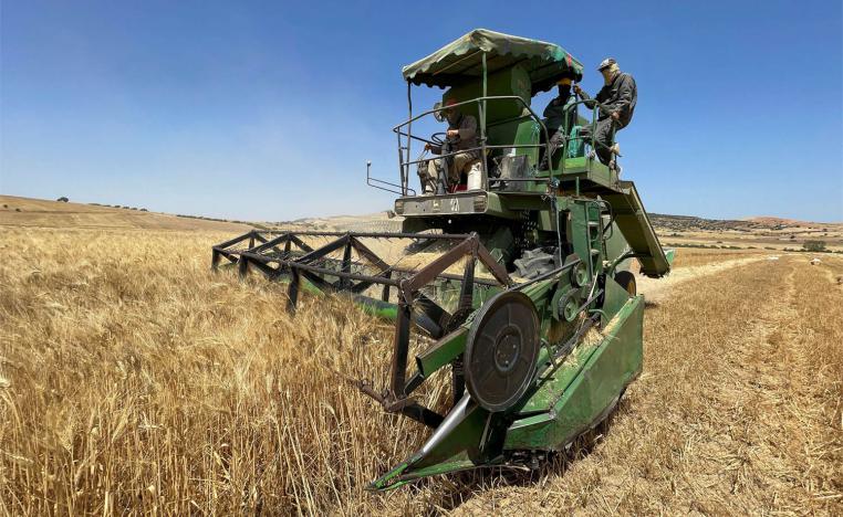 Some farmers are harvesting grain early, accepting smaller crops for fear of losing all their 2022 production to fires