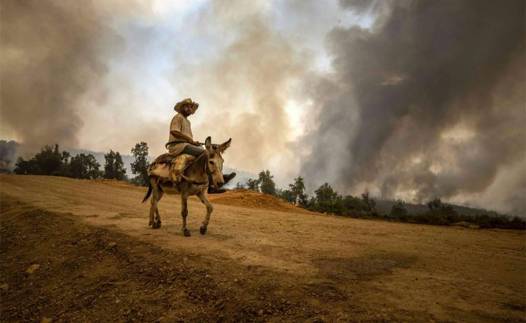 Climate change is taking its toll on Morocco's forests