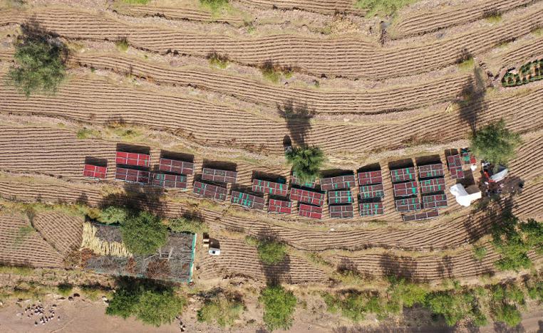 من هم ستاربكس اليمن؟