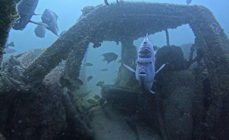 الحياة البرية