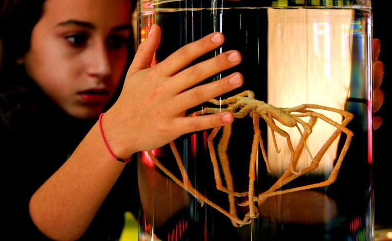 عناكب البحر 