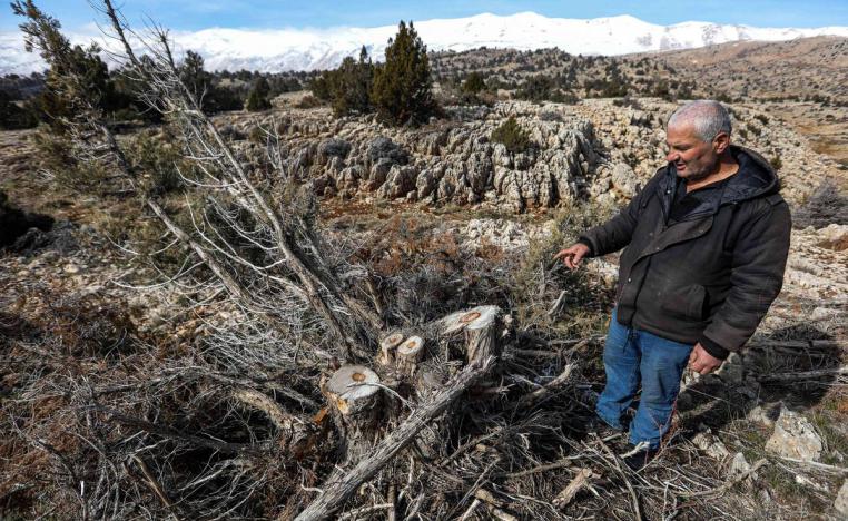 اشجار مقطوعة