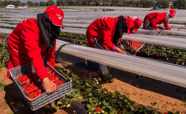 Strawberry field in Kenitra