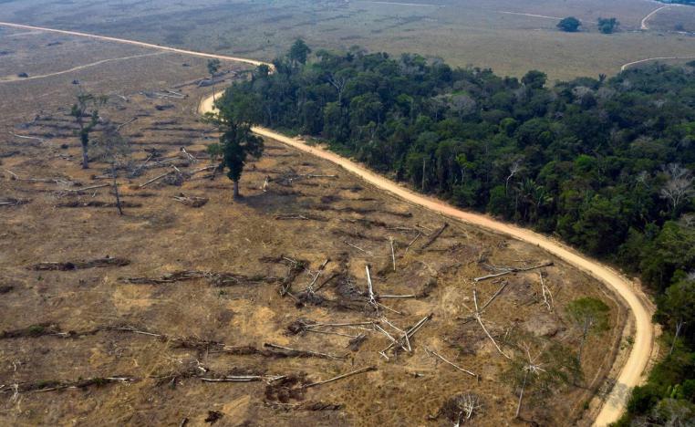 الغابات البكر