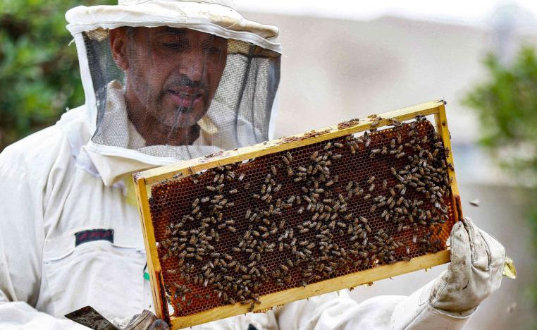 نحالو الأردن