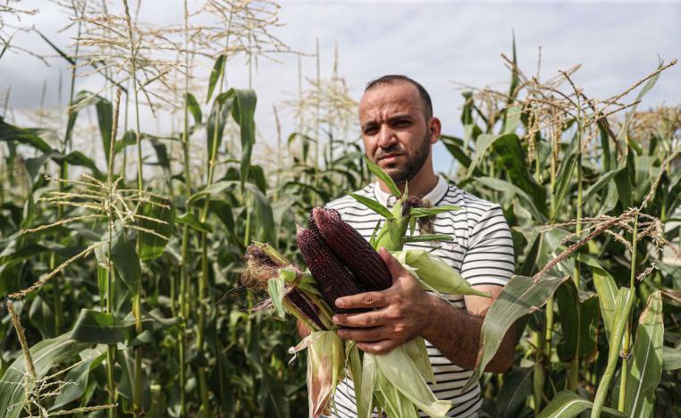 محمد أبوزيادة