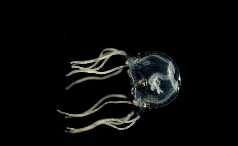 تريبدالا سيستوفورا