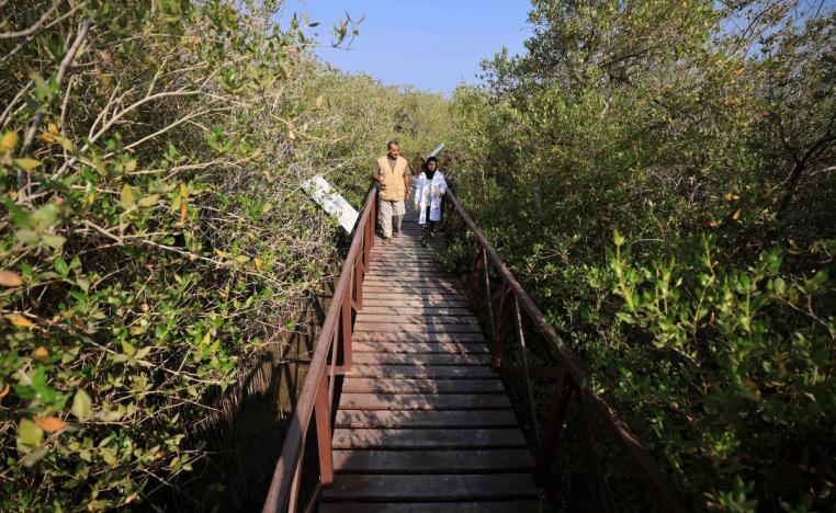 أشجار المانغروف