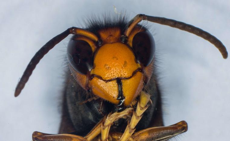 حشرة الدبور العملاق