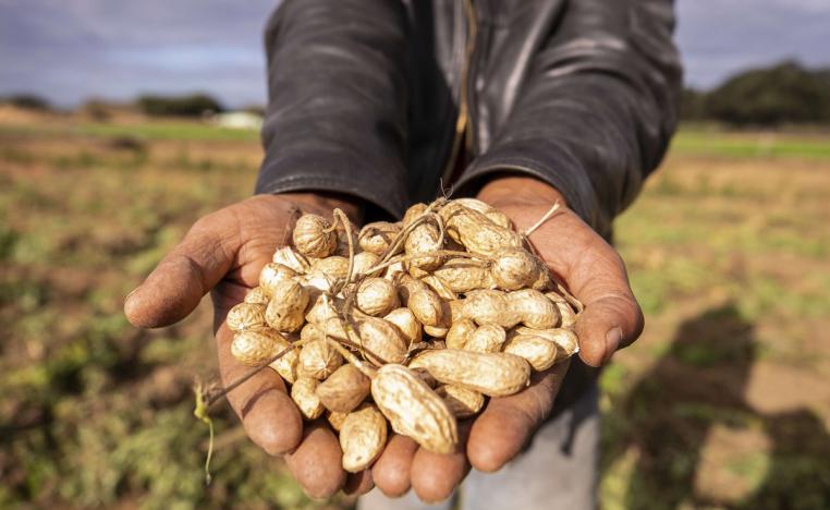 الفول السوداني