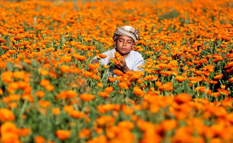 زهور الأقحوان