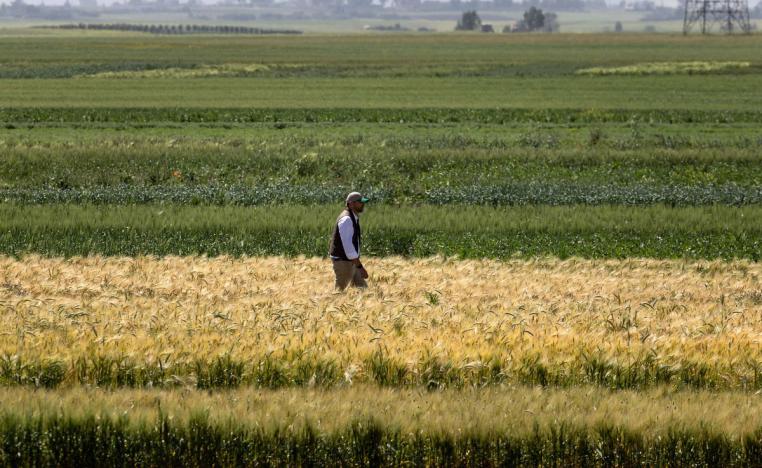 حقول مرشوش تقدم صورة مناقضة تماما لواقع جفاف أضر بالزراعة المغربية