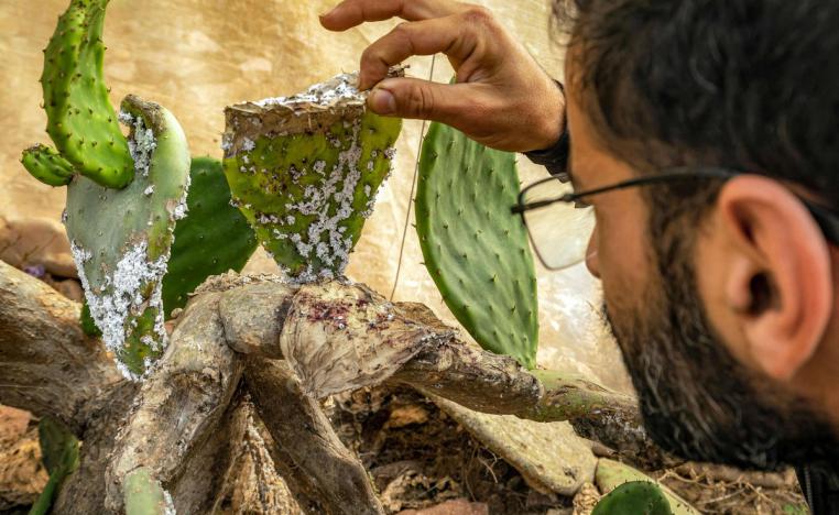 فاكهة التين الشوكي