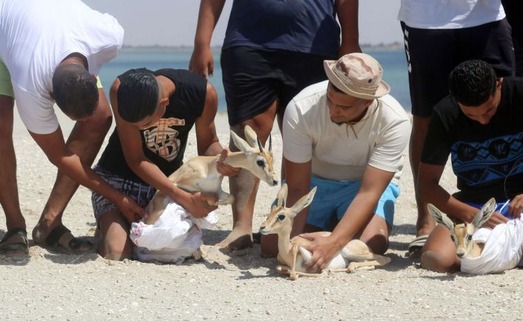 الرئم الأفريقي