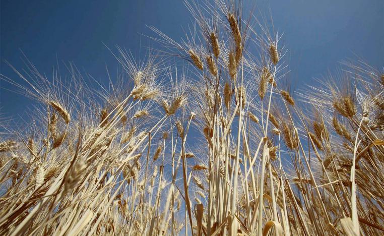 Algerian state grains agency says it treats all suppliers fairly regardless of their wheat's origin