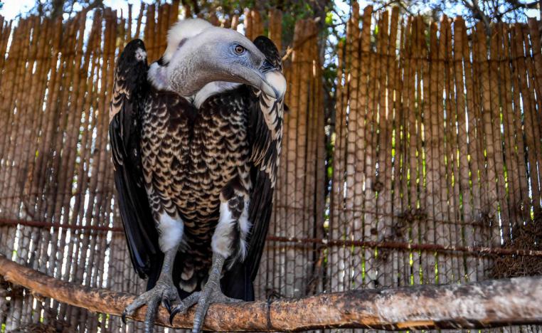 عقاب الذهبي