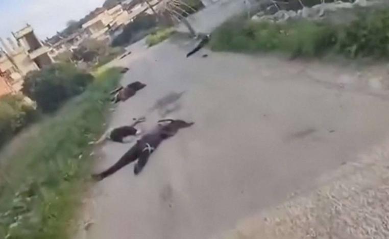 جثث لضحايا اعدامات في قرية الشير في اللاذقية