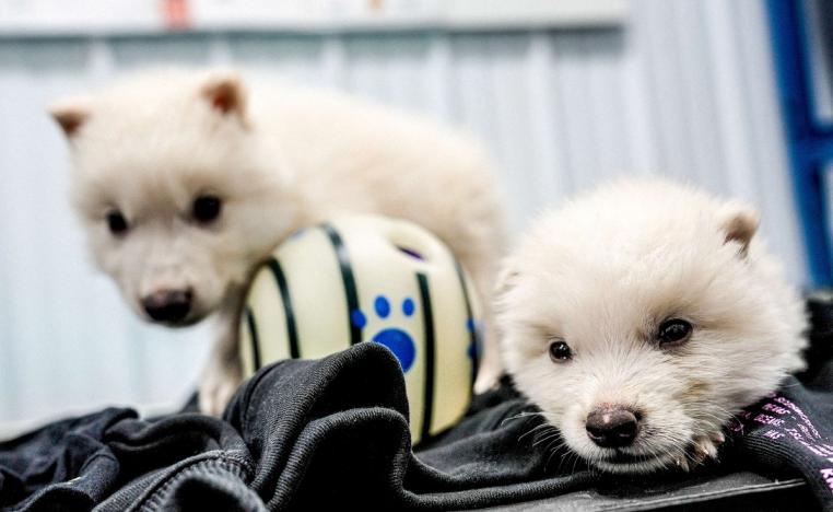 'الذئب الرهيب'