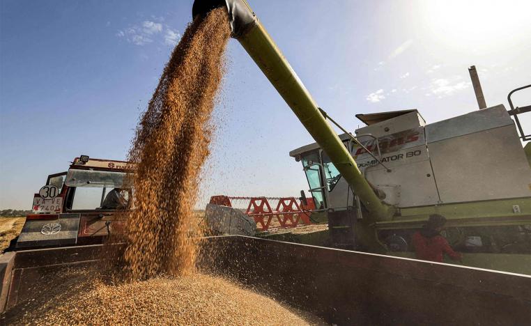 Iraqi wheat