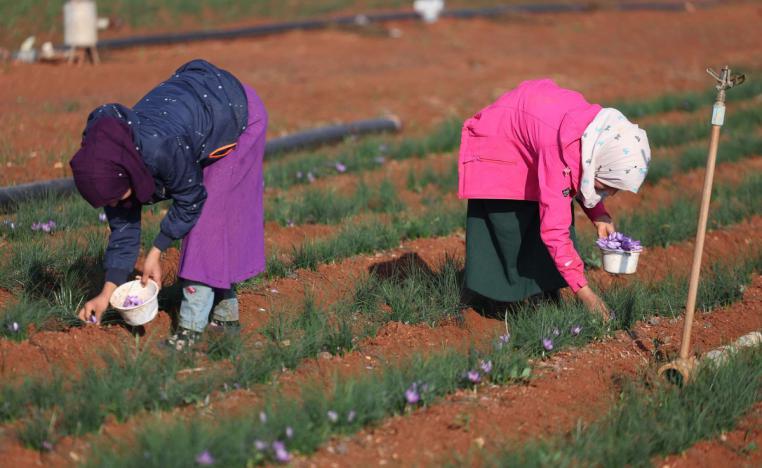 قطاع الزراعة في سوريا تضرر بسبب الحرب والجفاف
