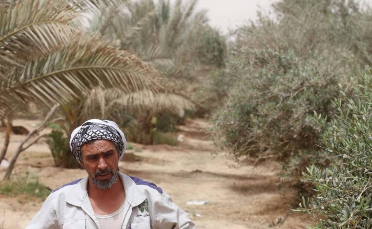 مزرعة نخيل وزيتون في كربلاء