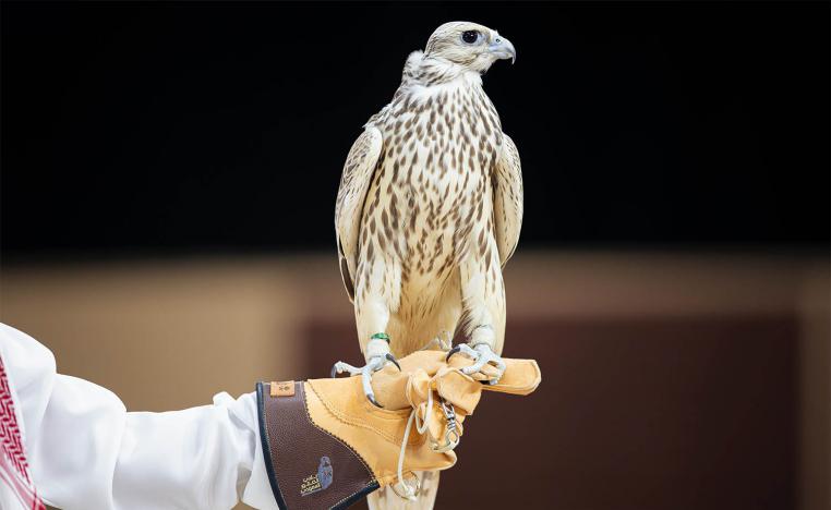 Strong participation from leading international breeding operations alongside Saudi farms