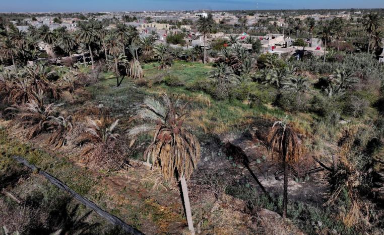 تدهور بيئي أثر على النحل