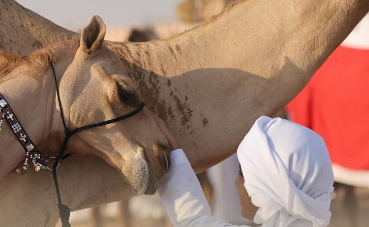 الهوية تزدهر في رمال الظفرة.. مهرجان يحتفي بالإنسان والإبل والتراث