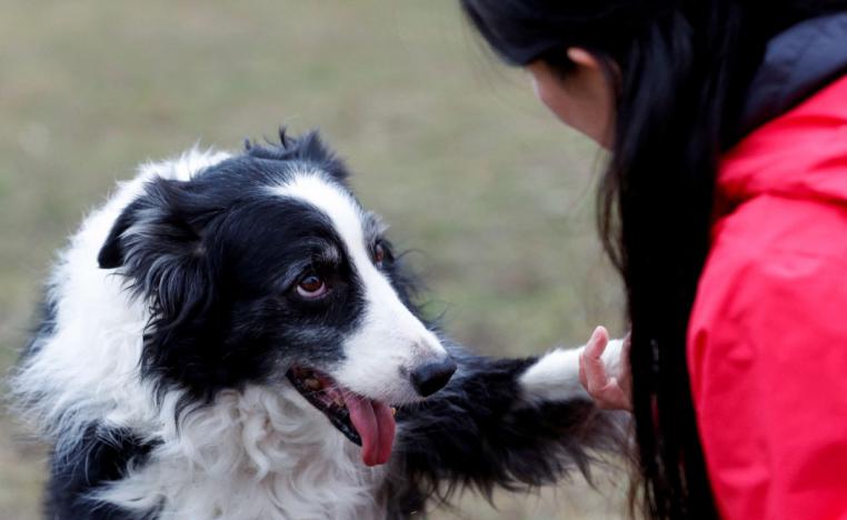 كلب 'بوردر كولي' 