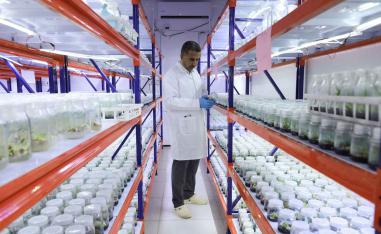 An agriculture that is distinguished by its high production